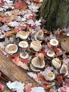 Herfst! Paddenstoeltjes van taxushout. Door de rode kern en de goed hechtende schors ziet het er al snel gezellig uit.